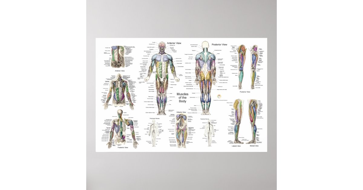 poster-anatomie-musculaire-ant-rieur-post-rieur-e-zazzle-fr