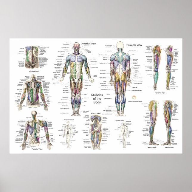 Poster anatomie musculaire Antérieur, postérieur e (Devant)