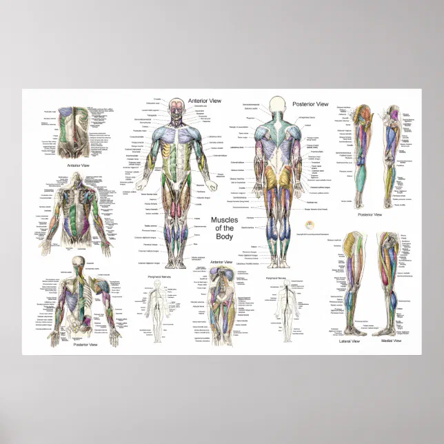 Poster anatomie musculaire Antérieur postérieur e Zazzle fr