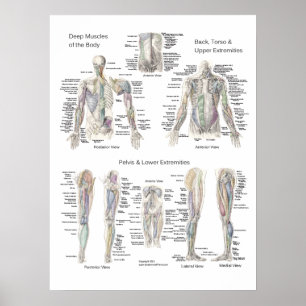 Poster Anatomie Musculaire Couches profondes