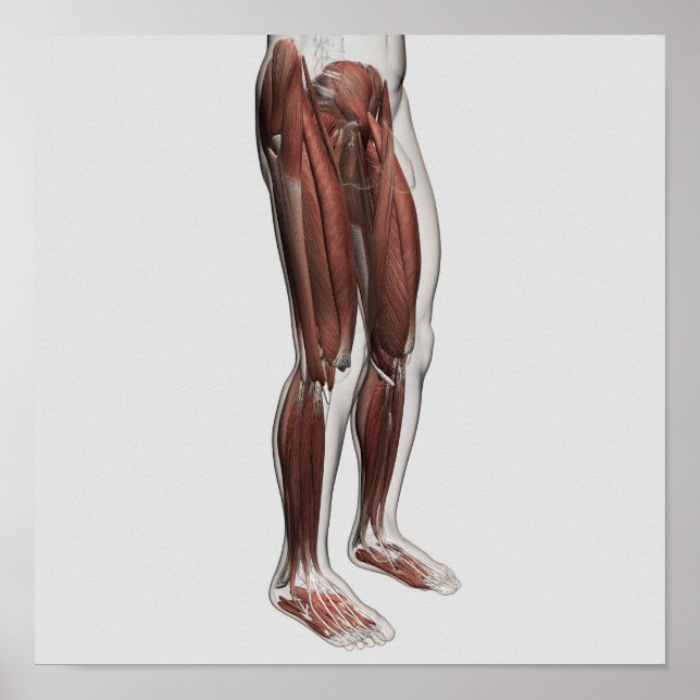 Poster Anatomie Musculaire Homme Des Jambes Humaines, Ant (Devant)