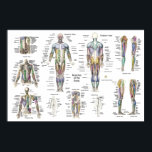 Poster Anatomie Musculaire Humain Poster Antérieur<br><div class="desc">Poster d'anatomie musculaire - Couches antérieures,  postérieures et profondes. Affiche plus de 50 muscles marqués de l'aspect antérieur et postérieur du corps humain. Les couches musculaires profondes du torse,  les extrémités supérieure et inférieure. Montre aussi quelques nerfs périphériques du corps.</div>