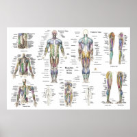 Poster Anatomie Musculaire Humain Poster Antérieur