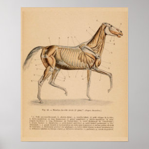 Poster Anatomie musculaire profonde du cheval Français Vi