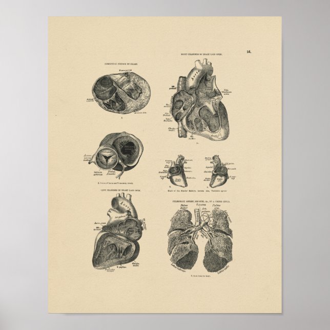 Poster Anatomie pulmonaire du coeur vintage 1880 Imprimer (Devant)