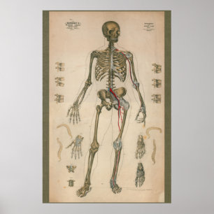 Poster Anatomie squelettique Vintage 1851