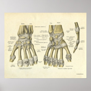 Poster Anatomie vintage Bones d'impression de poignet mai
