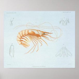Poster Anatomie vintage de crevettes, Marine Vie Animaux