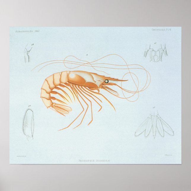 Poster Anatomie vintage de crevettes, Marine Vie Animaux  (Devant)