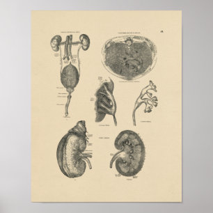 Poster Anatomie vintage de la vessie du rein 1880 Imprime