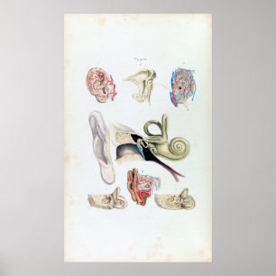 Poster Anatomie vintage de l'oreille humaine