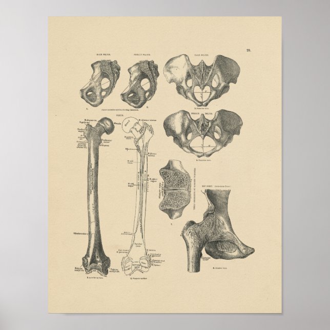 Poster Anatomie vintage des os hanche 1880 Imprimer (Devant)