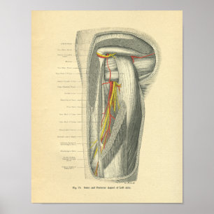 Poster Anatomie vintage des rainures du bras et de l'épau