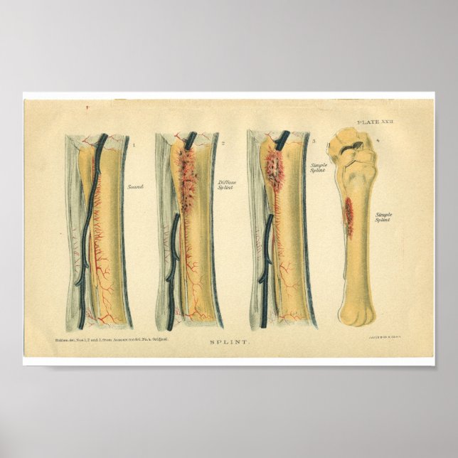 Poster Anatomie vintage du cheval Imprimer le pinceau (Devant)
