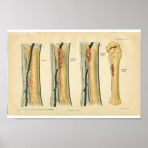 Poster Anatomie vintage du cheval Imprimer le pinceau