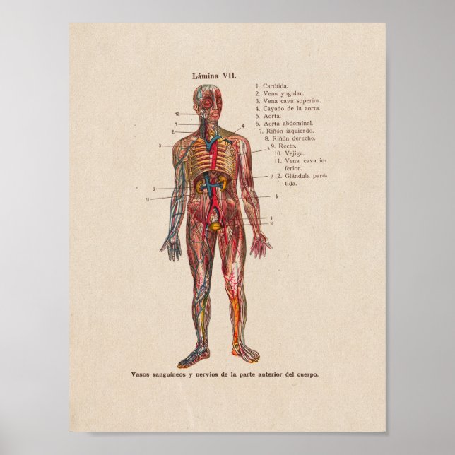 Poster Anatomie Vintage espagnole Artères imprimées Veine (Devant)