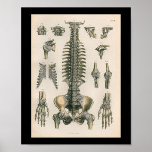 Poster Anatomie vintage Imprimer les os de colonne vertéb