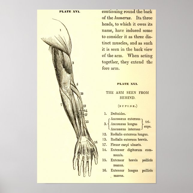 Poster Anatomie vintage | Muscles du bras (vers 1852) (Devant)