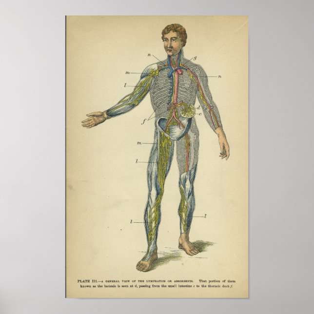 Poster Anatomie vintage Nerves Artères (Devant)