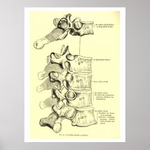 Poster Anatomie vintage   Vertebrae