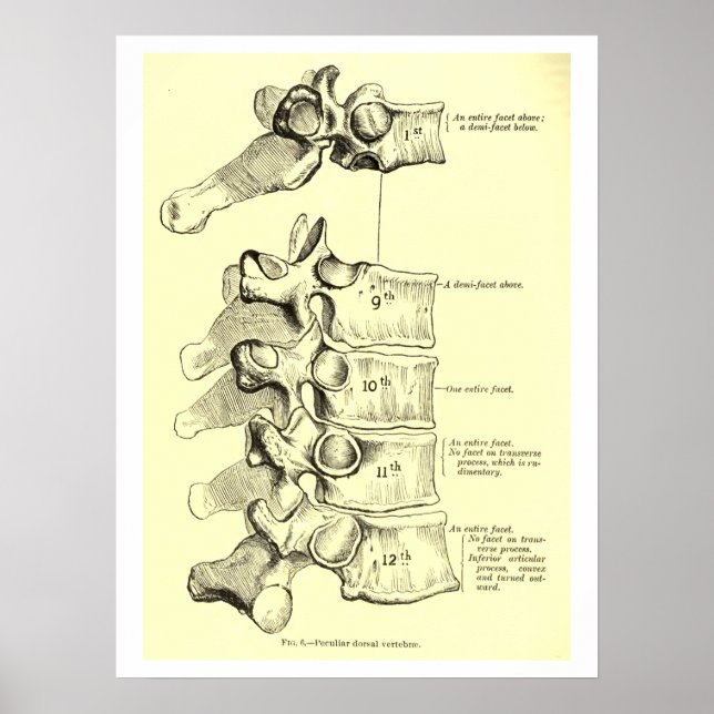 Poster Anatomie vintage | Vertebrae (Devant)