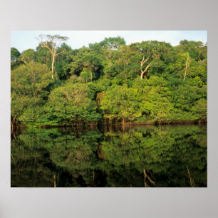 Poster Anavilhanas, Amazonas, Brésil. Rainforest