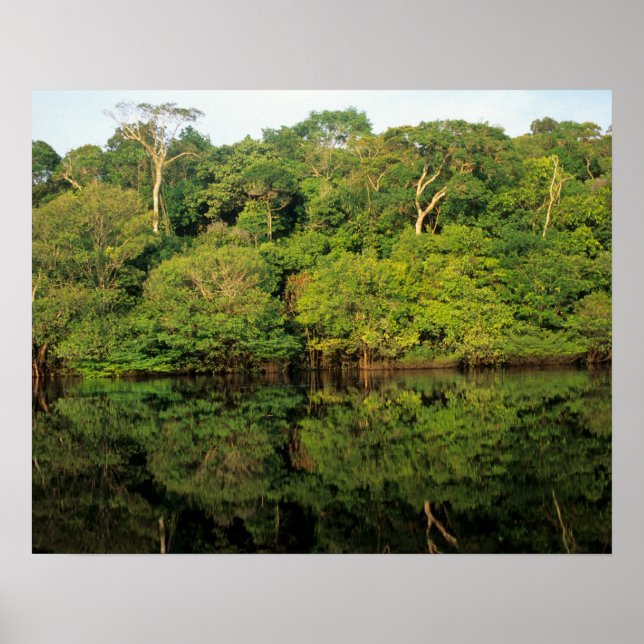 Poster Anavilhanas, Amazonas, Brésil. Rivière de la forêt (Devant)
