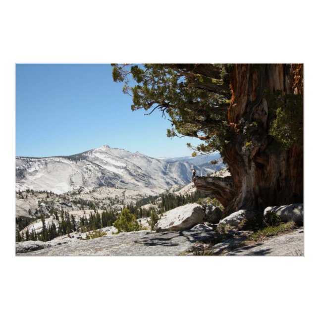 Poster Ancien arbre du parc national Yosemite (Devant)