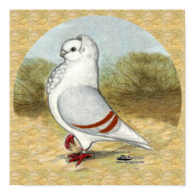 Ancien Chien allemand Pigeon dans la ronde