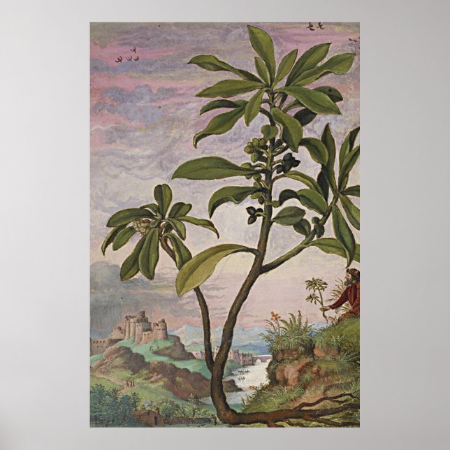 Poster Ancien laurier de l'art botanique (Devant)
