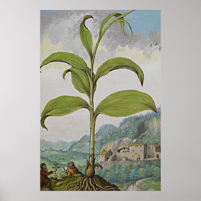 Poster Ancient Botanical Art Solomons Seal (Devant)