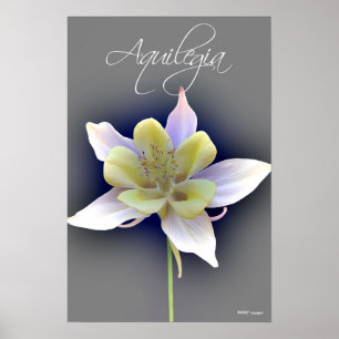 Poster Ancolie