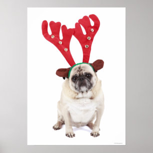 Poster Andouillers de port de regard Embarrassed de renne