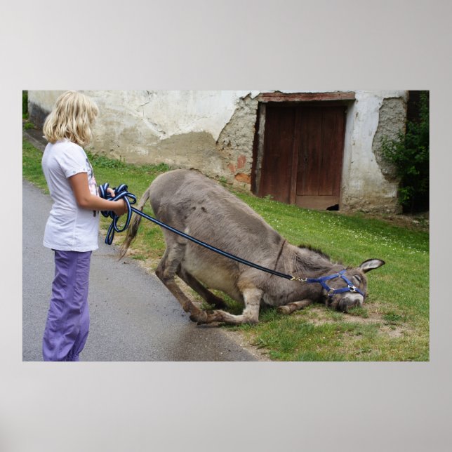 Poster Âne détendu (Devant)