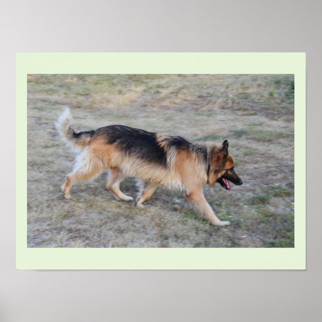 Poster Angel le chien alsacien (Devant)
