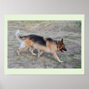 Poster Angel the Alsatian dog