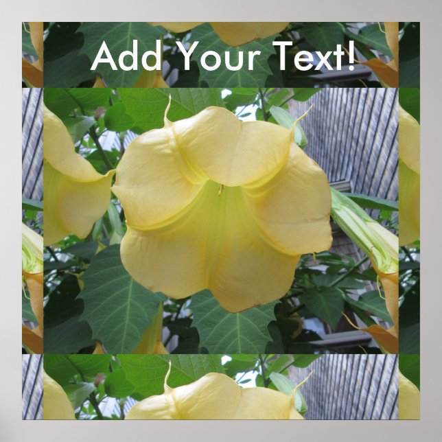 Poster Anges Trumpet Golden Jaune Fleur (Devant)