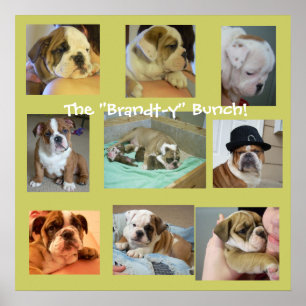 Poster anglais Bulldog Puppies