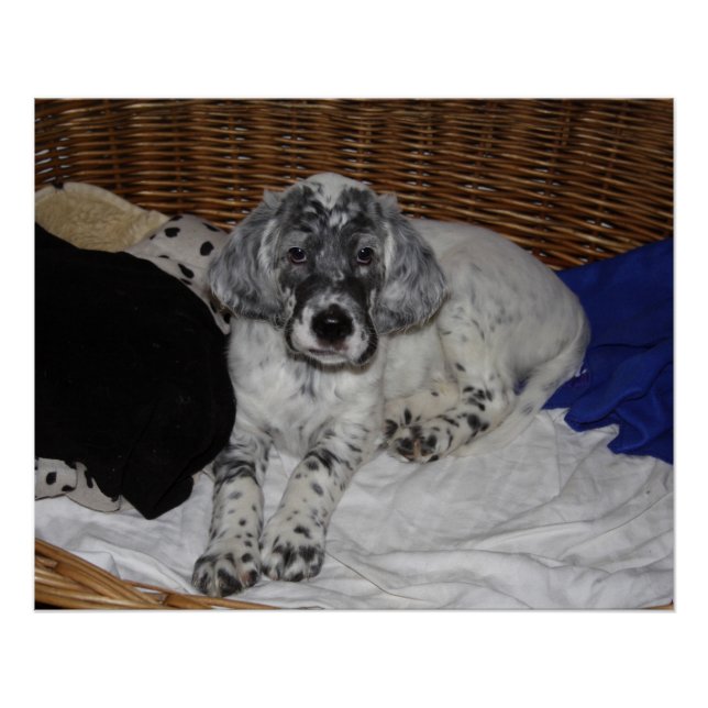Poster Anglais Setter Puppy (Devant)