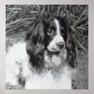 Poster anglais Springer Spaniel