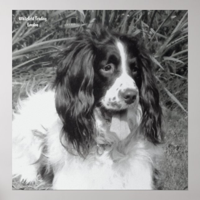 Poster anglais Springer Spaniel (Devant)