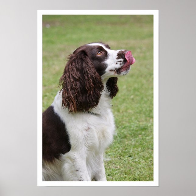 Poster Anglais Springer Spaniel Licking Lips (Devant)