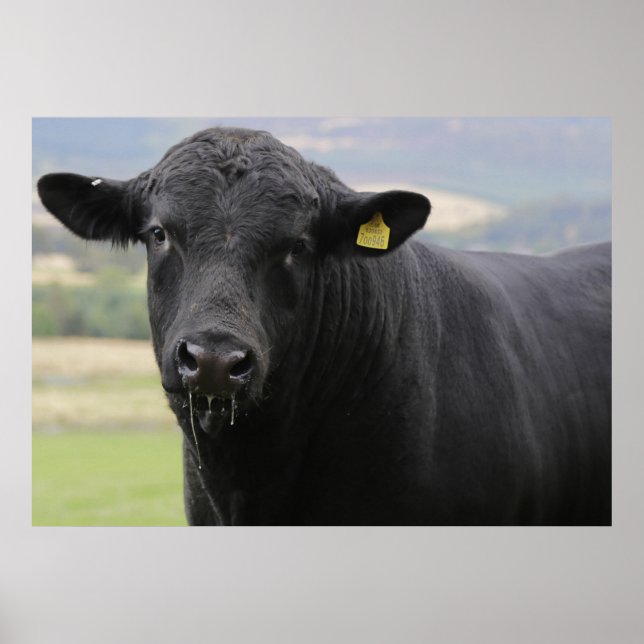 Poster Angus black beef bull (Devant)