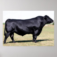 Poster Angus Bull Portrait Imprimer