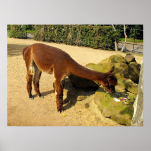 Poster Animal d'alpaga brun court