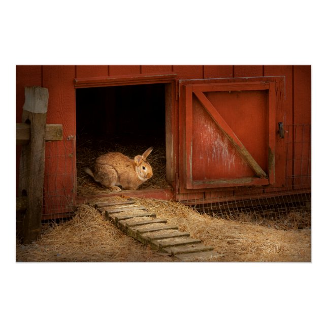 Poster Animal - Lapin - Faire des œufs pour Pâques (Devant)