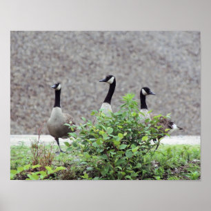 Poster Animal sauvage Canada Goose Trio