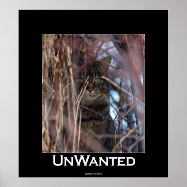 Poster animal sauvage Tabby Cat Demotivation (Devant)