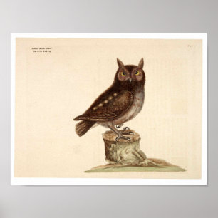 Poster animal vintage - Chouette
