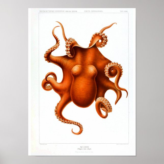 Poster animal vintage - Octopus (Devant)